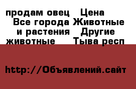  продам овец › Цена ­ 100 - Все города Животные и растения » Другие животные   . Тыва респ.